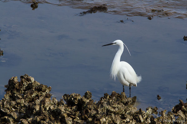 Aigrette garzette — Egretta garzetta (Linnaeus, 1766), (Parc écologique Plaiaundi, Irun, Espagne, le 09/02/2019)