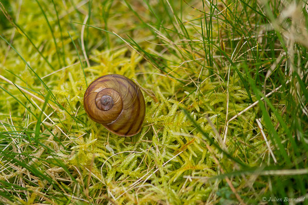 Escargot de Raspail — Tacheocampylaea raspailii (Payraudeau, 1826)