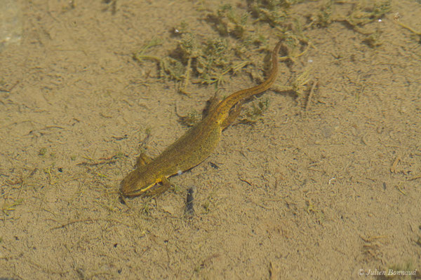 Triton palmé – Lissotriton helveticus (Razoumowsky, 1789), (Col de Peyrelue, Vallée d'Ossau (64), France, le 22/06/2019)