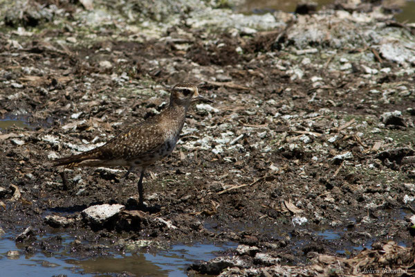 Pluvier bronzé — Pluvialis dominica (Müller, PLS, 1776)