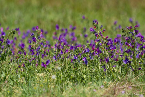 Vipérine à feuilles de plantain, Vipérine faux Plantain — Echium plantagineum L., 1771, (Saint-Paul-Les-Dax (40), France, le 17-04-2018)