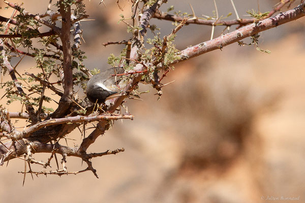 Fauvette orphée — Curruca hortensis (J.F. Gmelin, 1789),(Msseyed (Guelmim-Oued Noun), Maroc, le 28/03/2024)