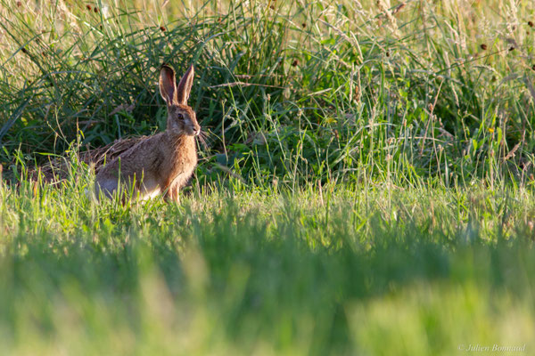 Lièvre d'Europe — Lepus europaeus Pallas, 1778, (Arnos (64), France, le 26/06/2025)