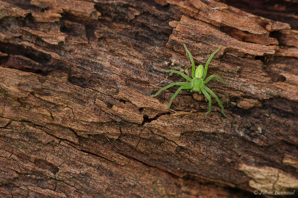 Micrommate émeraude (Micrommata virescens) (Parbayse (64), France, le 25/01/2020)