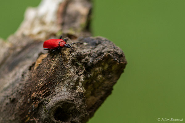 Cardinal à tête noire — Pyrochroa coccinea (Linnaeus, 1761), (lac d'Ayous, Laruns (64), France, le 13/07/2019)