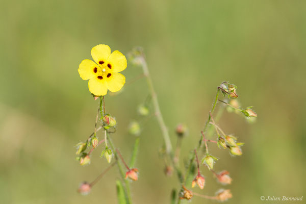 Hélianthème taché — Tuberaria guttata (L.) Fourr., 1868, (Arrengosse (40), France, le 25/06/2021)