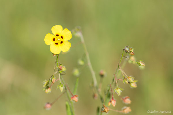 Hélianthème taché — Tuberaria guttata (L.) Fourr., 1868
