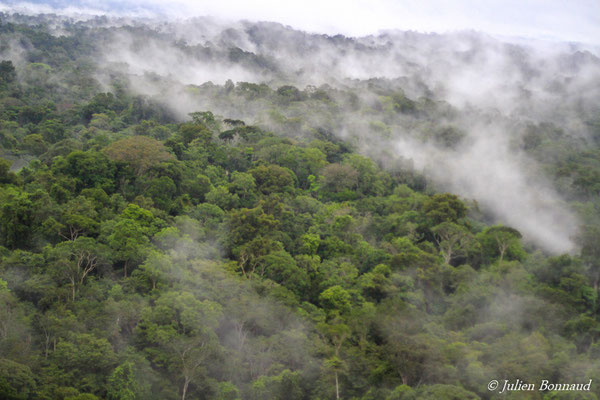 Canopée de la forêt guyanaise sous la brume (prise de vue depuis un hélicoptère)