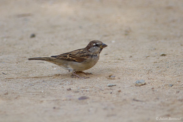 Moineau cisalpin — Passer italiae (Vieillot, 1817), (Porto (2A), France, le 12/09/2019)