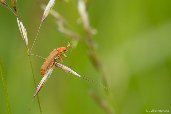 Téléphone livide (Cantharis livida) (Pihourc, Saint-Godens (31), France, le 16/05/2019)