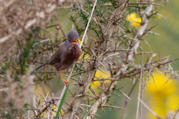 Fauvette pitchou — Curruca undata (Boddaert, 1783), (Saint-Martin-d'Oney (40), France, le 17/04/2025)