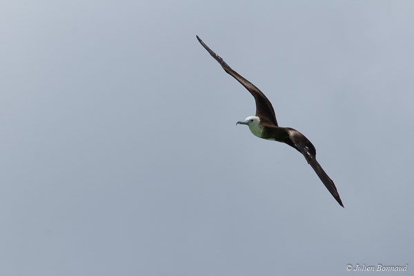 Frégate superbe — Fregata magnificens Mathews, 1914, (Saint-Anne, Guadeloupe, le 15/05/2016)