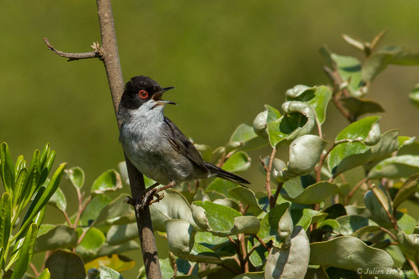 Fauvette mélanocéphale — Sylvia melanocephala (Gmelin, JF, 1789), (mâle adulte) (Bidart (64), France, le 22/05/2019)
