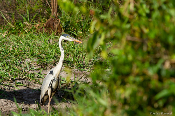 Héron cocoi — Ardea cocoi Linnaeus, 1766, (adulte), (Ferme de La Césarée, Macouria, Guyane, le 20/09/2017) 