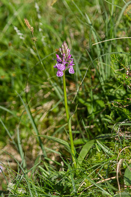 Dactylorhize tacheté — Dactylorhiza maculata (L.) Soó, 1962,