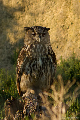 Grand-duc d'Europe — Bubo bubo (Linnaeus, 1758), (Parc ornithologique de Pont de Gau (13), France, le 20/02/2020)