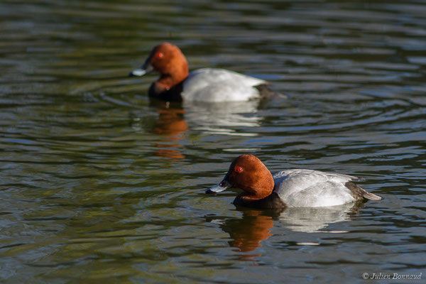 Fuligule milouin — Aythya ferina (Linnaeus, 1758), (mâle en plumage nuptial) (Parc écologique Plaiaundi, Irun, Espagne, le 20/12/2020)