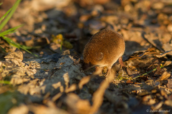 Musaraigne pygmée — Sorex minutus Linnaeus, 1766