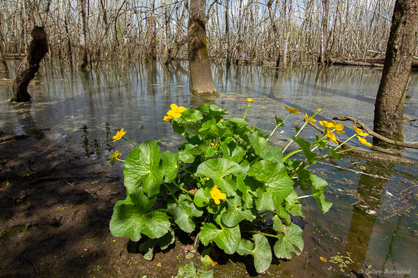 Populage des marais — Caltha palustris L., 1753