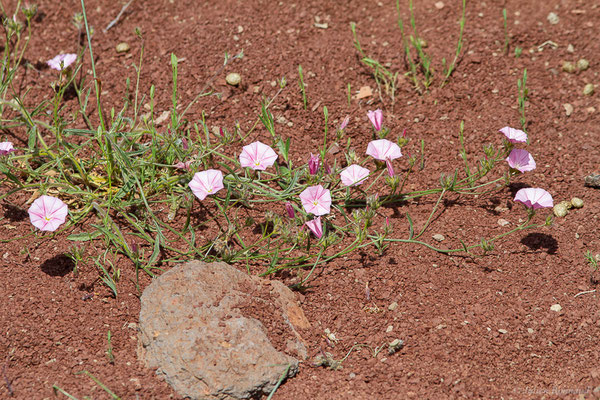 Liseron des monts Cantabriques, Liseron de Biscaye — Convolvulus cantabrica L., 1753