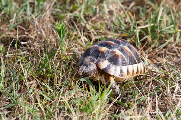 Tortue marginée — Testudo marginata Schoepff, 1793, (juvénile), (animal captif)