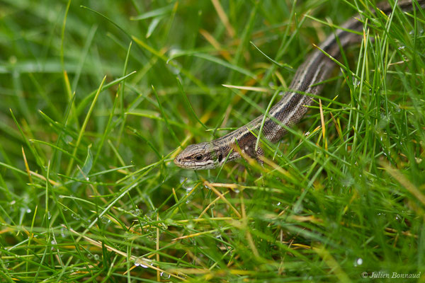 Lézard vivipare de Lantz — Zootoca vivipara louislantzi (Arribas, 2009)