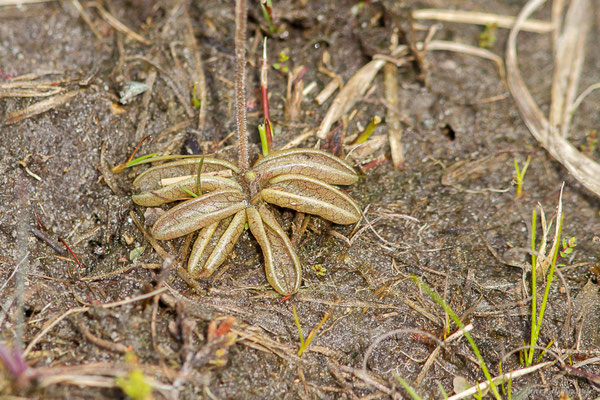 Grassette du Portugal — Pinguicula lusitanica L., 1753, (Narrosse (40), France, le 28/04/2023)