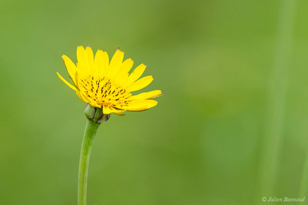 Salsifis des prés — Tragopogon pratensis L., 1753, (Lacq (64), France, le 24/04/2019)