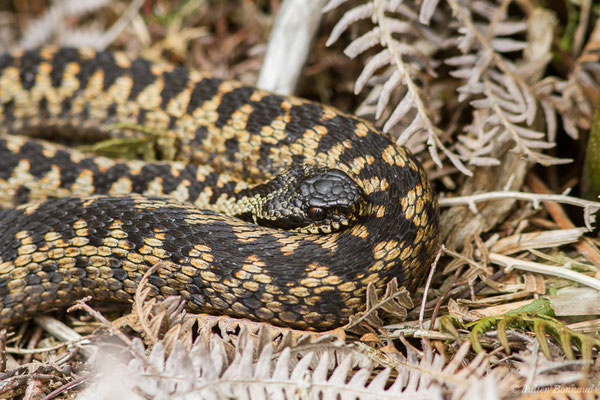 Vipère péliade – Vipera berus (Linnaeus, 1758) (Pointe de Dinan, Crozon (29), France, le 08/07/2021)