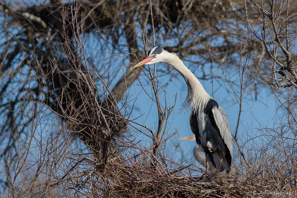 Héron cendré — Ardea cinerea Linnaeus, 1758, (Parc ornithologique de Pont de Gau (13), France, le 20/02/2020)
