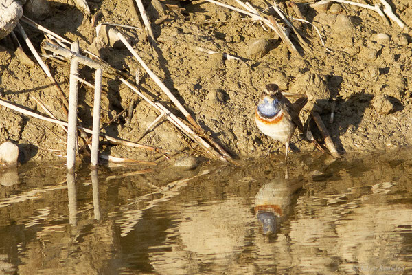 Gorgebleue à miroir — Luscinia svecica (Linnaeus, 1758), (Parc Naturel du Delta de l'Ebre (Catalogne), Espagne, le 06/02/2022)