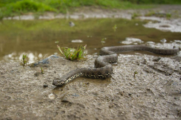 Couleuvre vipérine — Natrix maura (Linnaeus, 1758)