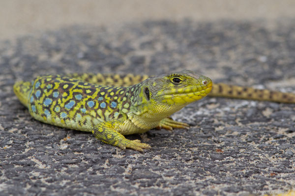 Lézard ocellé — Timon lepidus (Daudin, 1802), (femelle adulte), (Tarnos (64), France), le 05/06/2025)