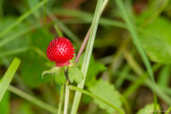 Potentille faux fraisier, Potentille stérile — Potentilla sterilis (L.) Garcke, 1856, (Bayonne (64), France, le 06/05/2021)