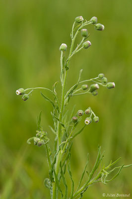 Érigéron crépu — Erigeron bonariensis L., 1753, (La Brède (33), France, le 11/06/2019)