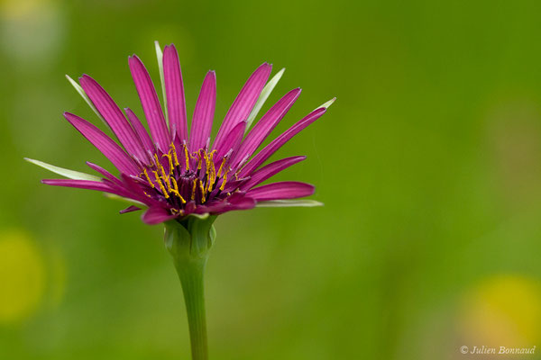 Salsifis à feuilles de poireau — Tragopogon porrifolius L., 1753, (Braud-et-Saint-Louis (33), France, le 09/05/2019)