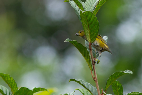 Organiste nègre — Euphonia cayennensis (Gmelin, 1789)