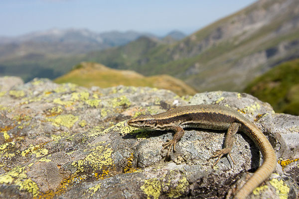 Lézard de Bonnal — Iberalacerta bonnali (Lantz, 1927), (station de ski de Gourette, Eaux-Bonnes (64), France, le 10/08/2022)