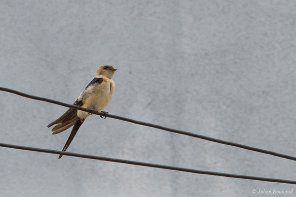 Hirondelle rousseline (Cecropis daurica) (Portimão (Faro), (Algarve), Portugal), le 02/09/2018)