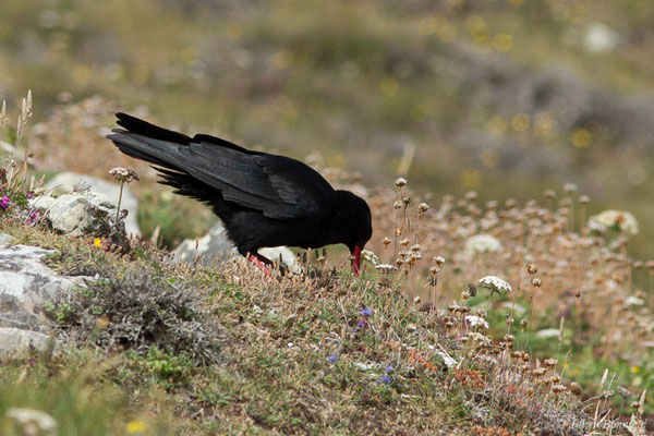 Crave à bec rouge — Pyrrhocorax pyrrhocorax (Linnaeus, 1758), (Pointe de Dinan, Crozon (29), France, le 08/07/2021)