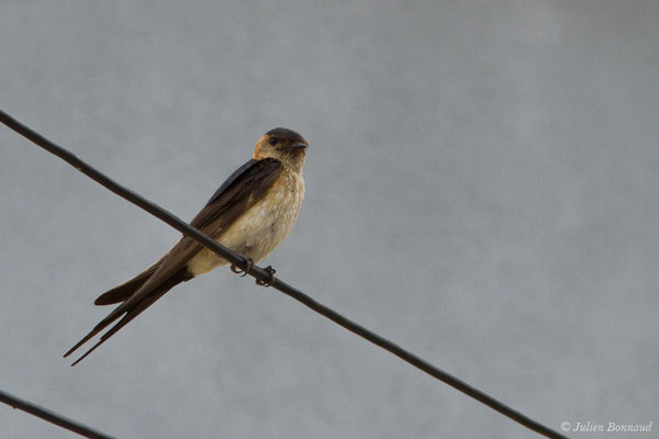 Hirondelle rousseline (Cecropis daurica) (Portimão (Faro), (Algarve), Portugal), le 02/09/2018)