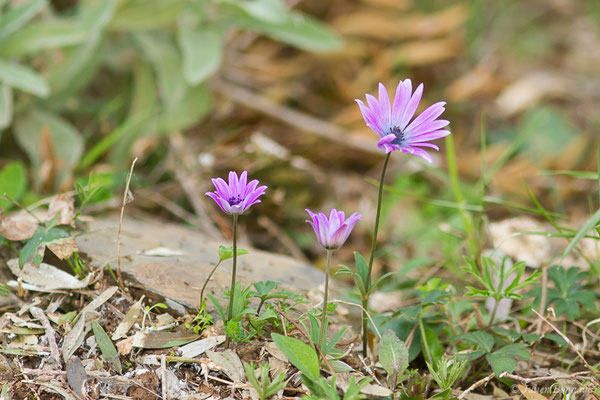 Anémone des jardins — Anemone hortensis L., 1753