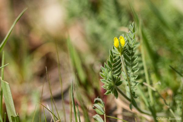 Ornithope comprimé — Ornithopus compressus L., 1753