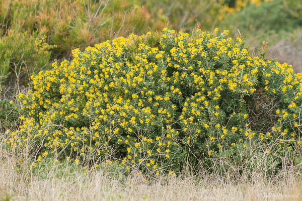Luzerne en arbre — Medicago arborea L., 1753