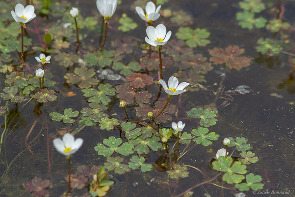 Renoncule blanche — Ranunculus ololeucos J.Lloyd, 1844