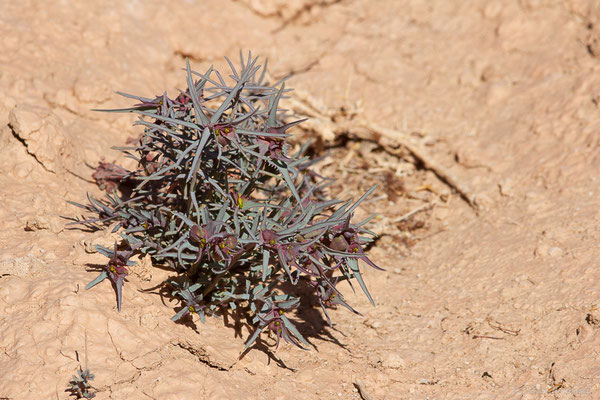 Euphorbia retusa Forssk., (Tata (Souss-Massa), Maroc, le 08/02/2023)