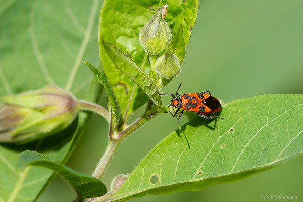 Corise de la jusquiame — Corizus hyoscyami (Linnaeus, 1758), (Etsaut (64), France, le 03/06/2022)