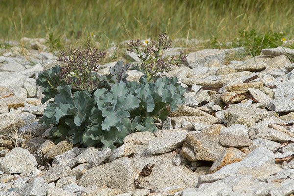 Crambe maritime – Crambe maritima L., 1753, (Île-Grande, Pleumeur-Bodou (22), France, le 06/07/2021)