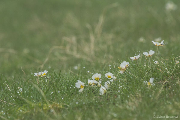 Renoncule des Pyrénées — Ranunculus pyrenaeus L., 1771