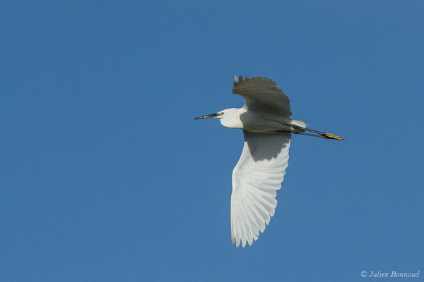 Aigrette garzette — Egretta garzetta (Linnaeus, 1766), (adulte) (Saligue d'Artix (64), France, le 15/08/2019)